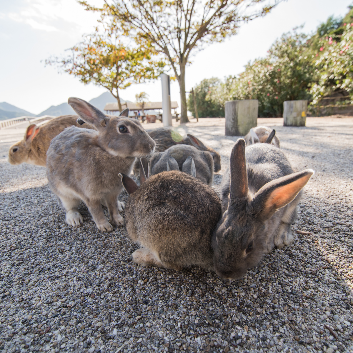 Okunoshima