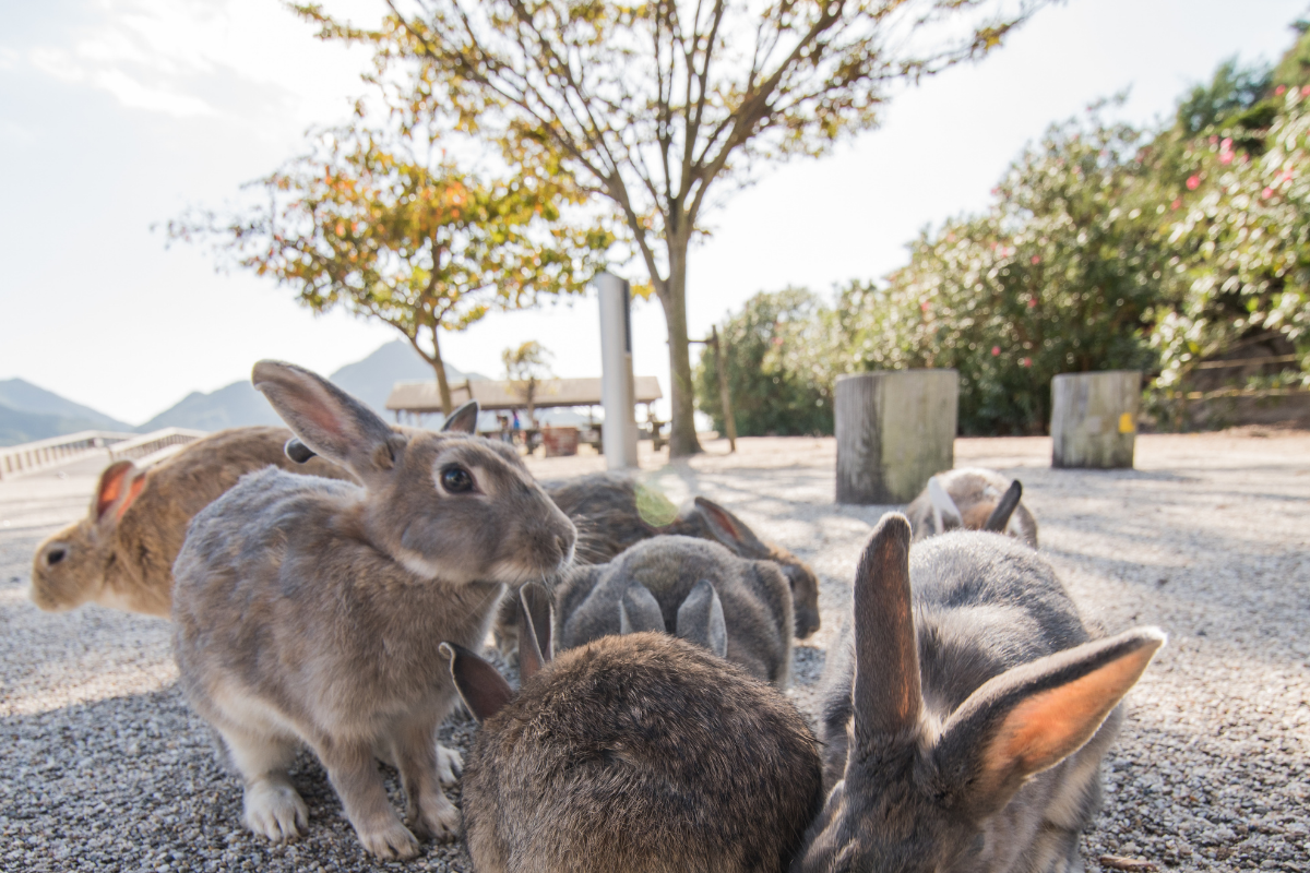 Okunoshima