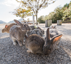 Okunoshima