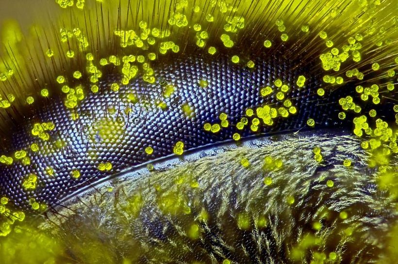 2015-nikon-small-world-grimm-1