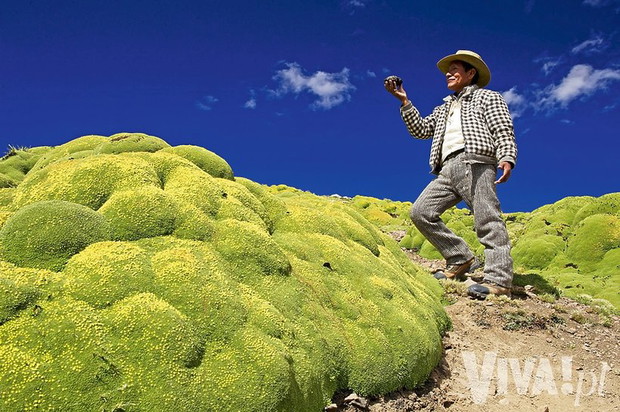 yareta-lub-llareta-to-przedziwna-roslina-rosnaca-w-amazonii-349824-GALLERYBIG-75df034