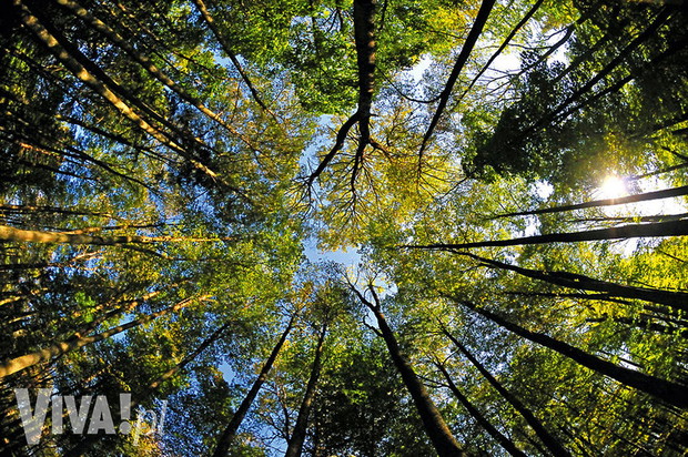 puszcza-bialowieska-352290-GALLERYBIG-e2002fc