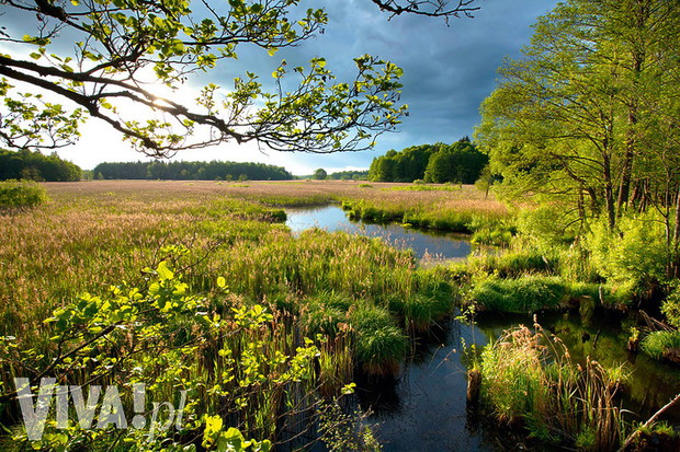 puszcza-bialowieska-352291-GALLERYBIG-308ad96