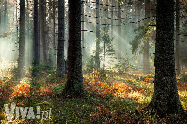 puszcza-bialowieska-352296-GALLERYBIG-4766edf