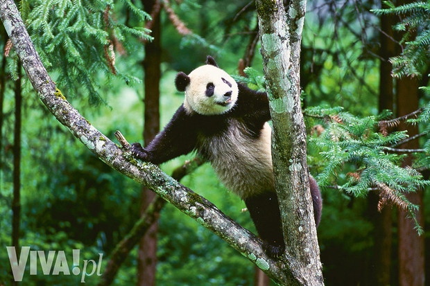 panda-wielka-na-drzewie-357600-GALLERYBIG-b9f565a