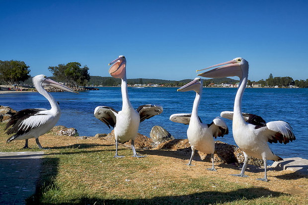 australia-wakacje-kamperem-362932-GALLERYBIG-9f13018