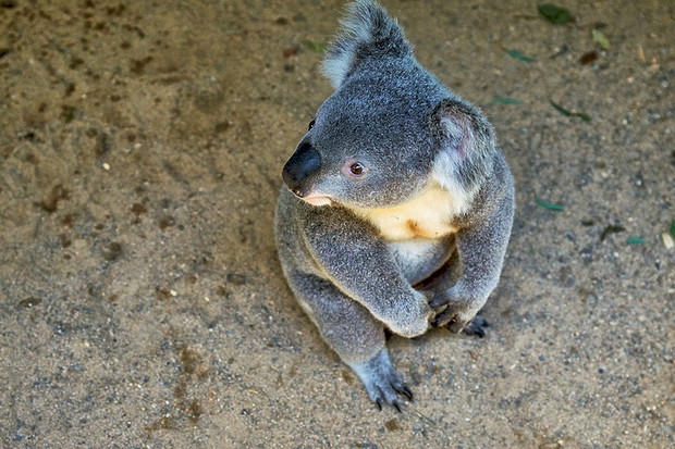 australia-wakacje-kamperem-362939-GALLERYBIG-34ce98d