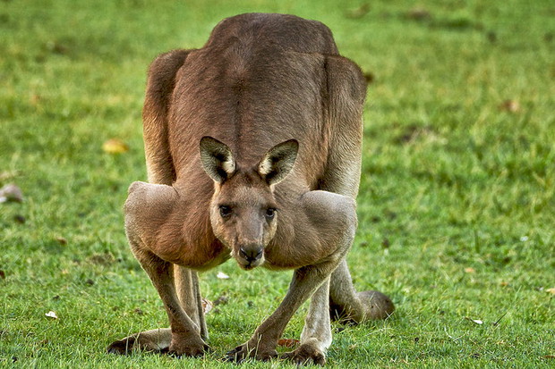 australia-wakacje-kamperem-362941-GALLERYBIG-88061b0