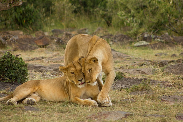 lwice-w-rezerwacie-masai-mara-w-kenii-364189-GALLERYBIG-1736af0
