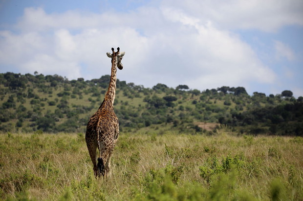 zyrafa-w-rezerwacie-masai-mara-w-kenii-364190-GALLERYBIG-9f44b9c