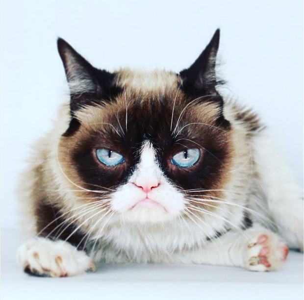 grumpy-cat-380956-GALLERYBIG-667a864