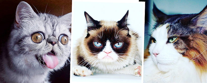 Herman, Grumpy Cat, Samson