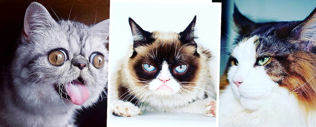 Herman, Grumpy Cat, Samson