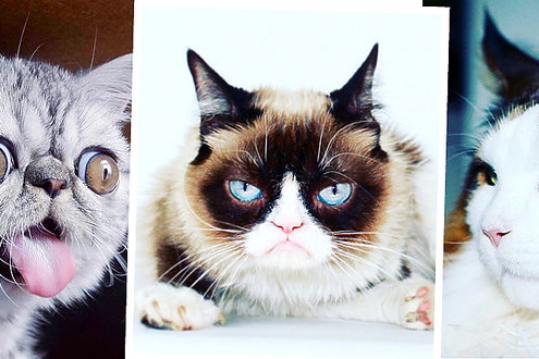 Herman, Grumpy Cat, Samson