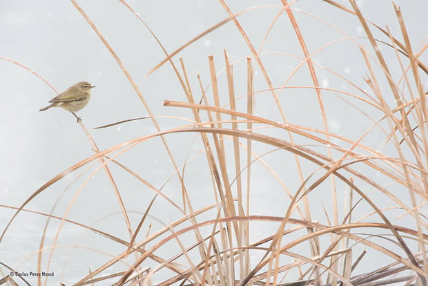 carlos-perez-naval-385563-GALLERYBIG-947a3c7