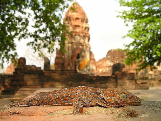 laos-azja-azja-express-385449-GALLERYBIG-ae61047