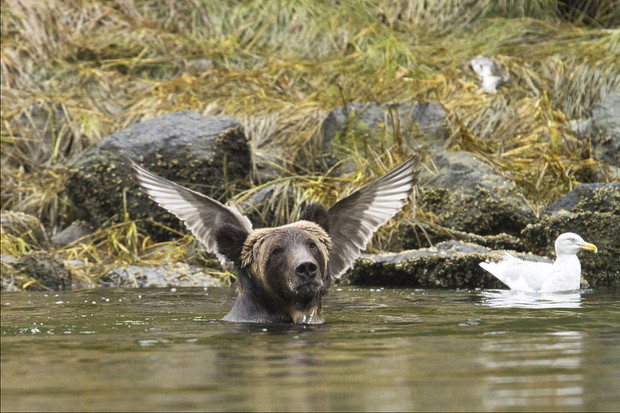 adam-parsonscomedy-wildlife-photo-awards-2016-391325-GALLERYBIG-1fd6be6