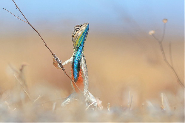 anup-deodharcomedy-wildlife-photo-awards-2016-391326-GALLERYBIG-996ea9a