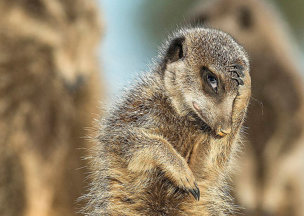 brigitta-mosercomedy-wildlife-photo-awards-2016-391333-GALLERYBIG-c9af241