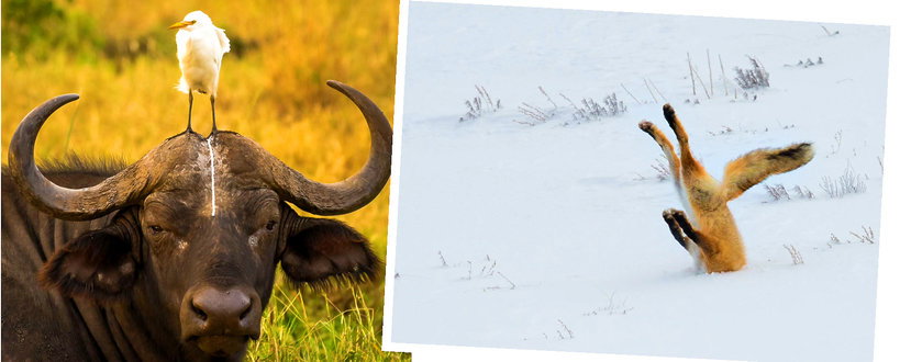 Comedy Wildlife Photo Awards 2016