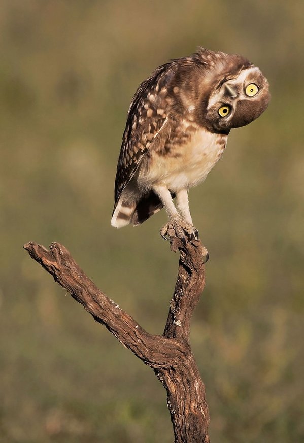 mario-fioriuccicomedy-wildlife-photo-awards-2016-391328-GALLERY600-0a5ac33