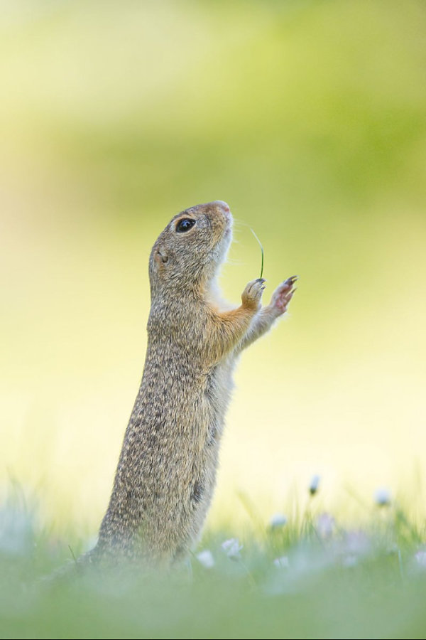 predita-petzlcomedy-wildlife-photo-awards-2016-391324-GALLERY600-32c3d4c