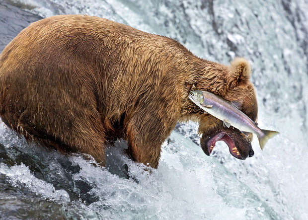 rob-kroenertcomedy-wildlife-photo-awards-2016-391323-GALLERYBIG-9ca7938