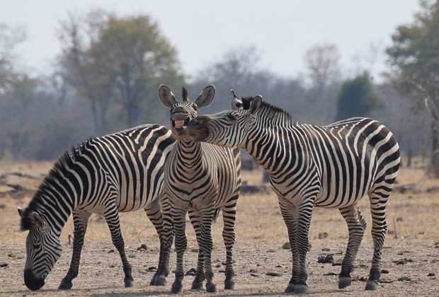 thomas-bullivant-comedy-wildlife-photo-awards-2016-391330-GALLERYBIG-fce17ef