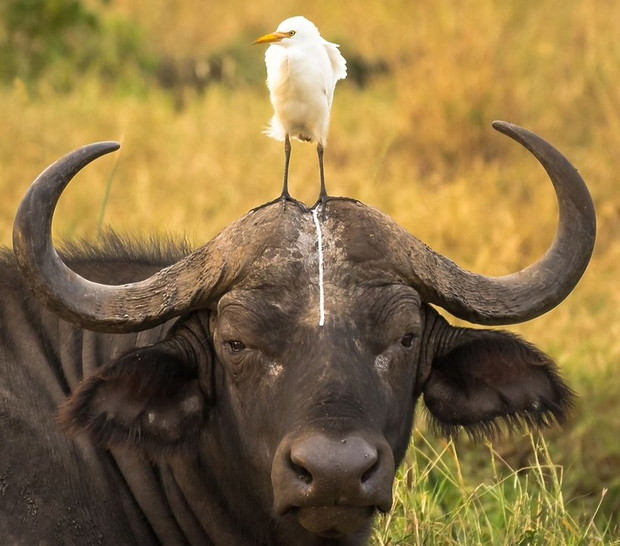 tom-stablescomedy-wildlife-photo-awards-2016-391327-GALLERYBIG-e5d48cf