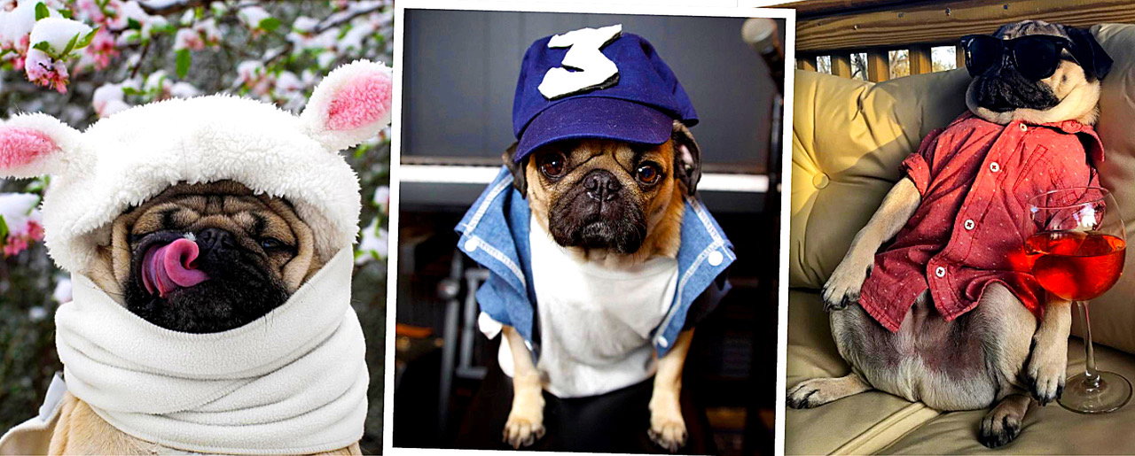 Doug the Pug