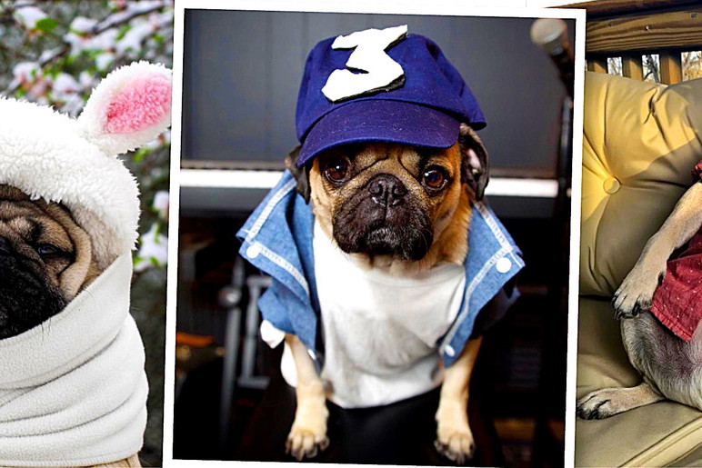 Doug the Pug