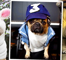 Doug the Pug