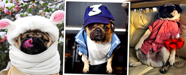 Doug the Pug