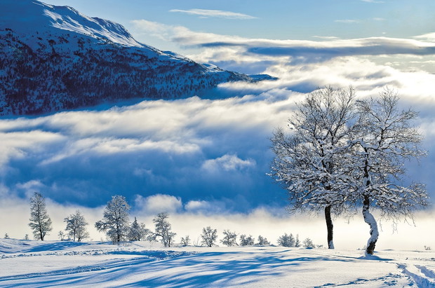 Winter landscape with trees
