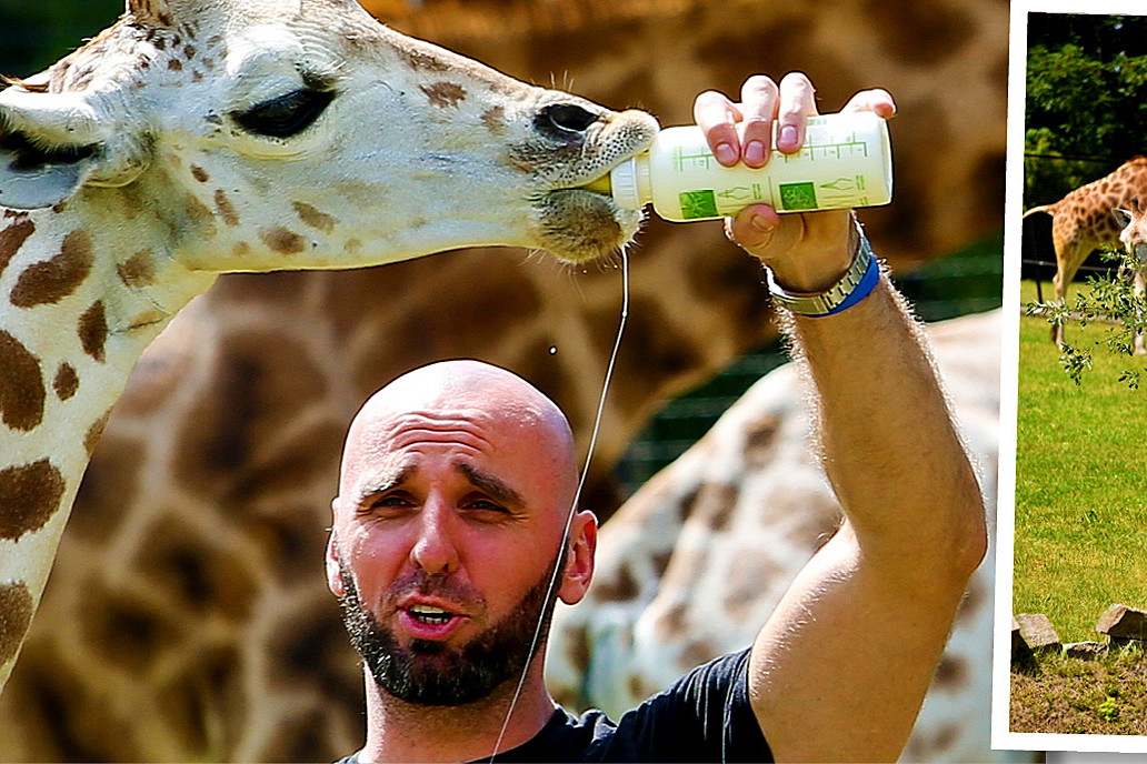 Marcin Gortat, żyrafek Gortat, żyrafa Gortata nie żyje, Zoo w Warszawie