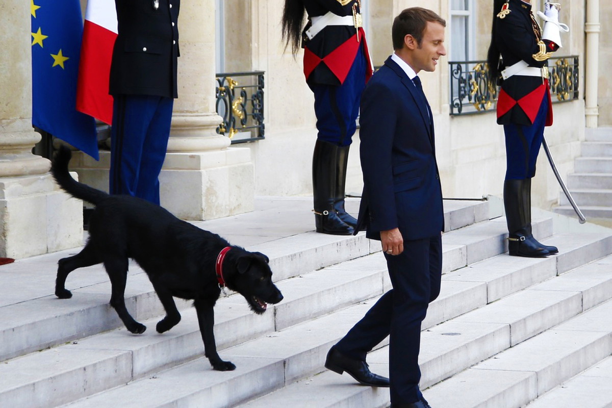 Emmanuel Macron i Brigitte Macron mają nowego psa. Pupil Macronów w Pałacu Elizejskim