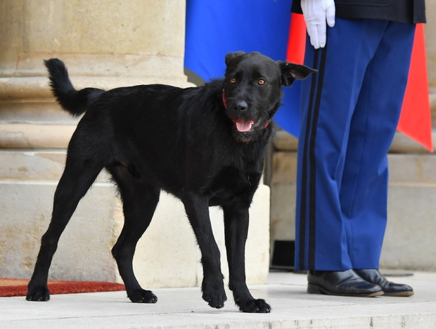 Francuska para prezydencka adoptowa?a psa ze schroniska