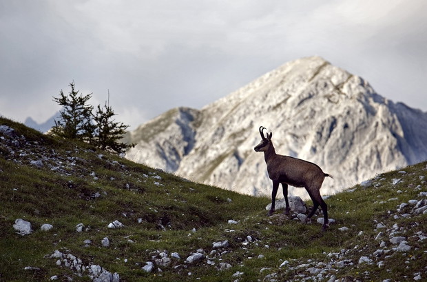 Sarrio en  Goetheweg,  Ruta del Águila, Alpes austriacos, Austria