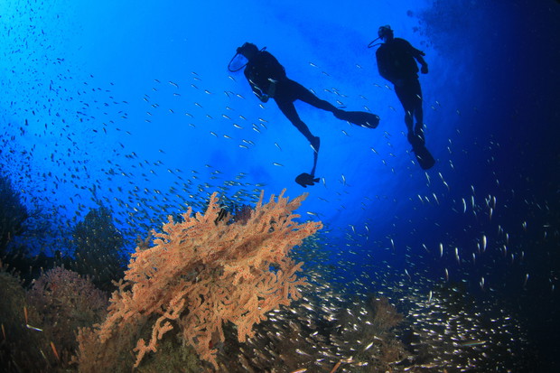 Scuba diving in ocean