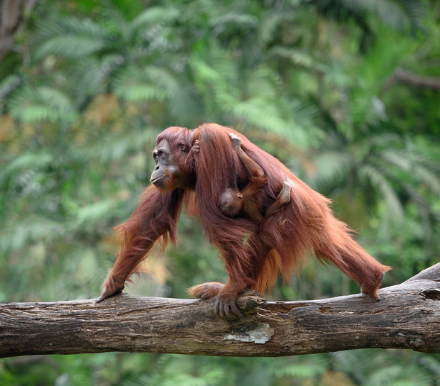 Mother orangutang walking with its baby