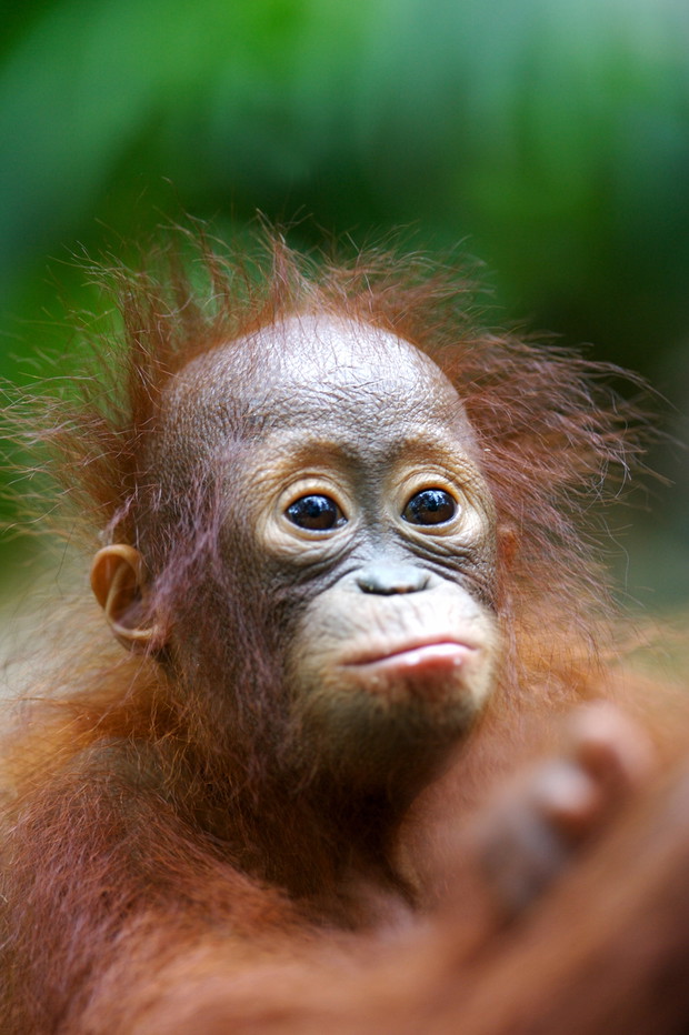 Orangutans