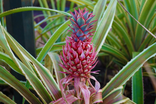 Pink Pineapple