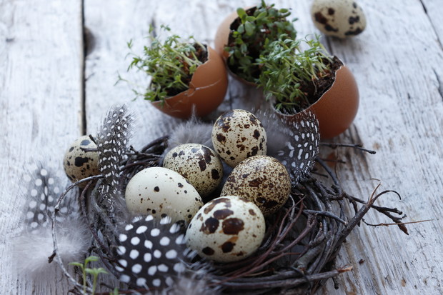 Still life of quail eggs and watercress seedlings. Selective focus.