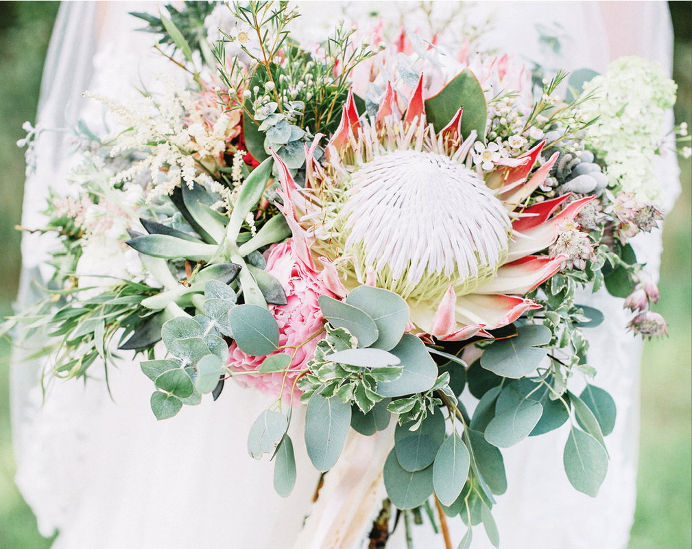 protea2