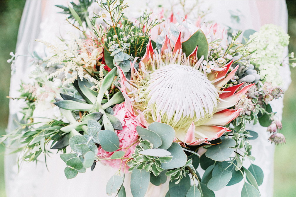 protea2