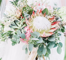 protea2