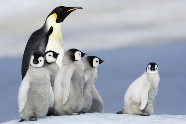 Kaiserpinguin mit Küken