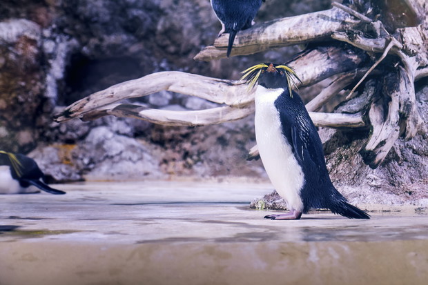Northern rockhopper penguin