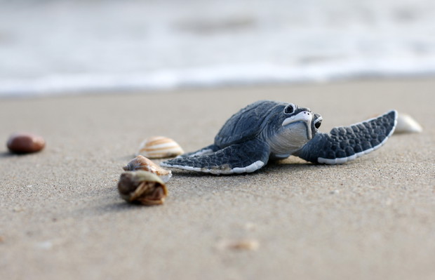 Turtle on Beach