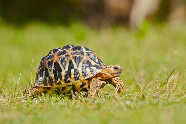 Turtle